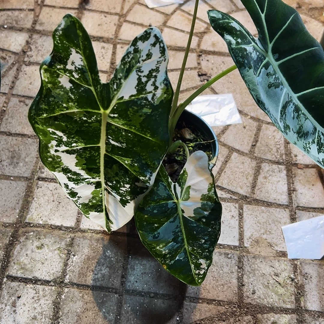 隐***院完全开放9016天鹅绒锦