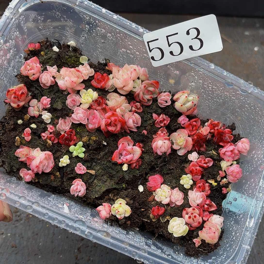 多肉植物多肉植物553