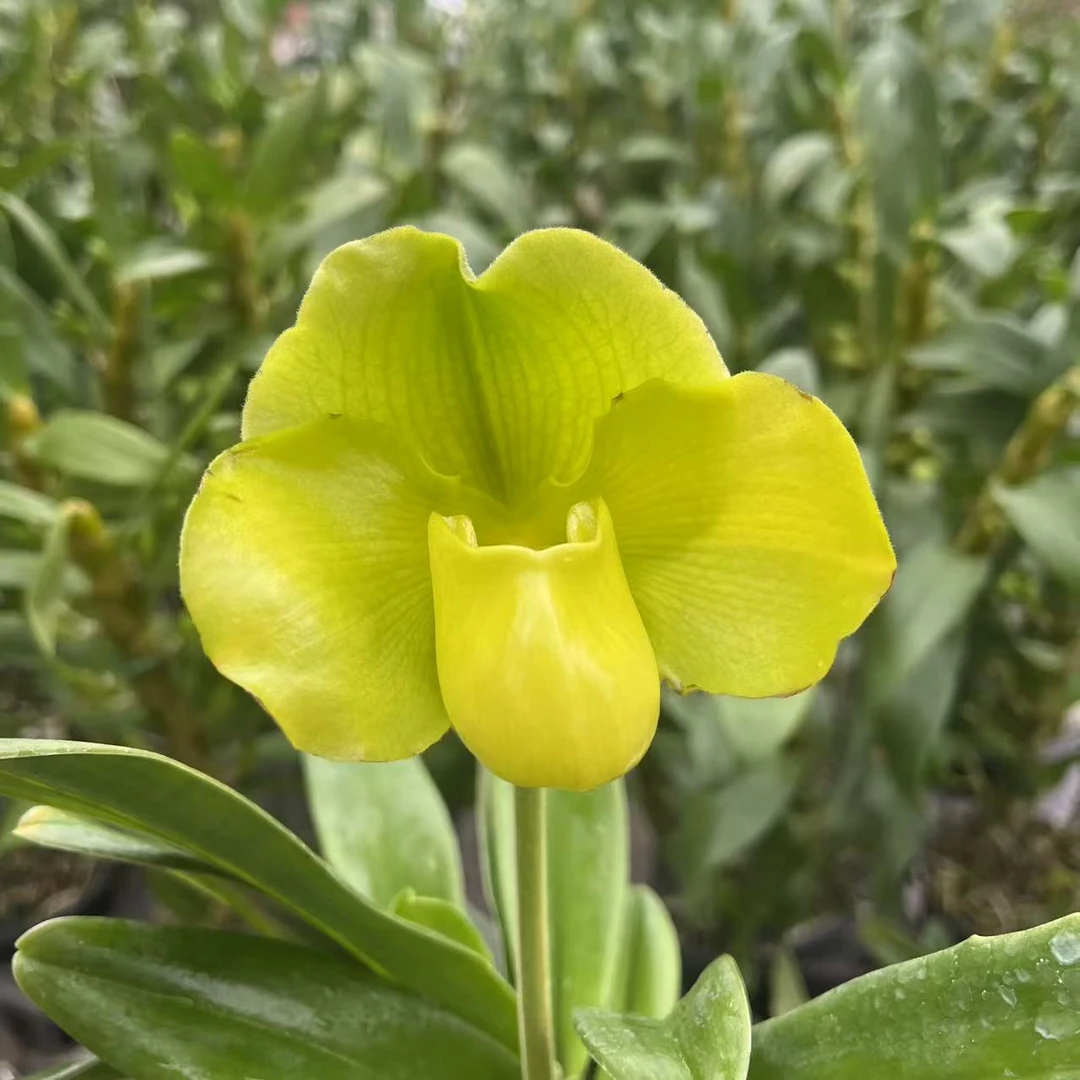 春晓绿肉饼兜兰带花苞大花型长花期室内桌面好养盆栽