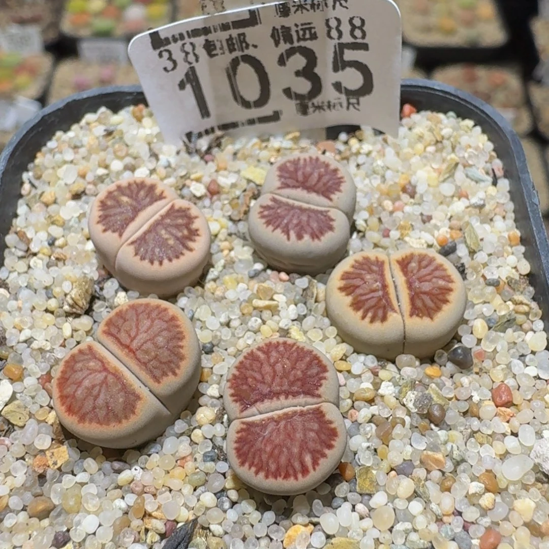 Ssss精品生石花1035
