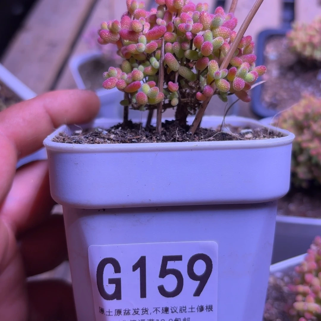 ?***?枝干番杏金桔糖球G159