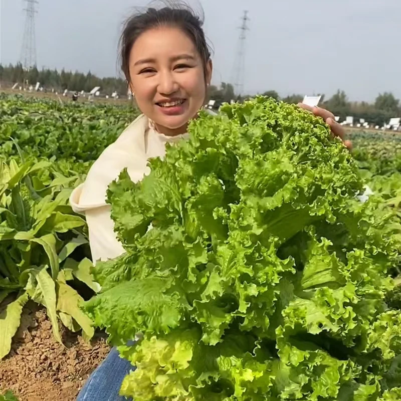 【zs】大速生菜种子叶大抗热耐寒阳台盆栽蔬菜种子