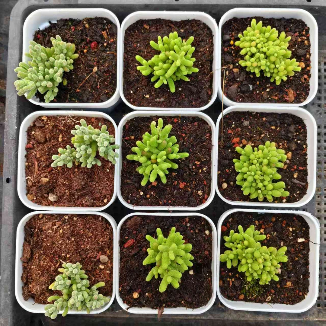 名曰一多肉 新手小套餐 番杏科枝干番杏属