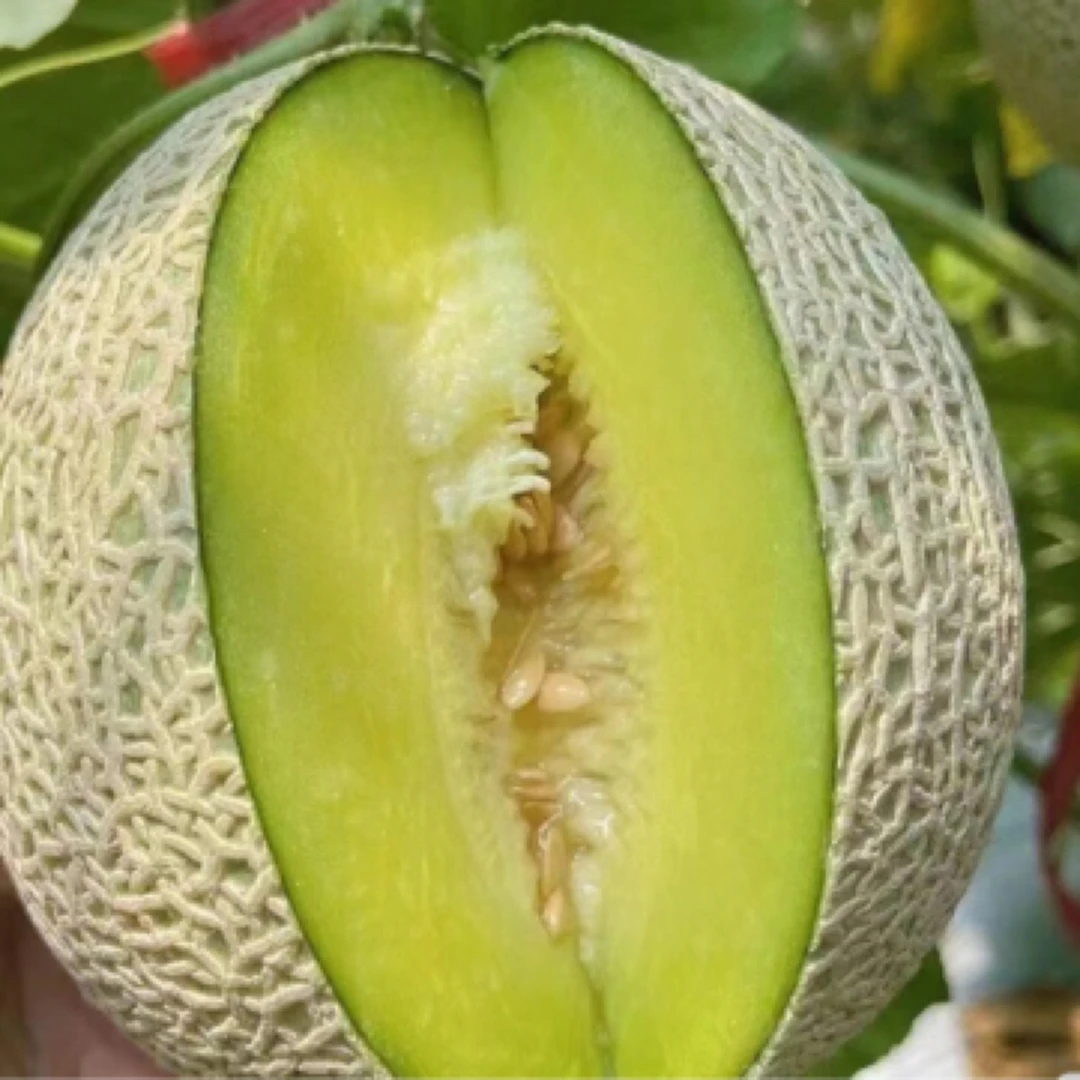 都知网纹瓜一个