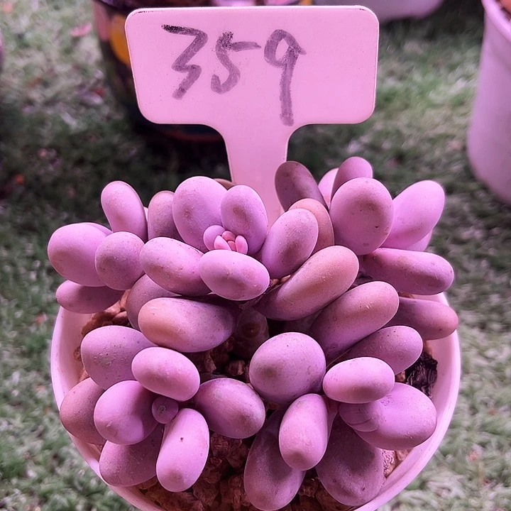 我是第一百个为妖姬应援哒