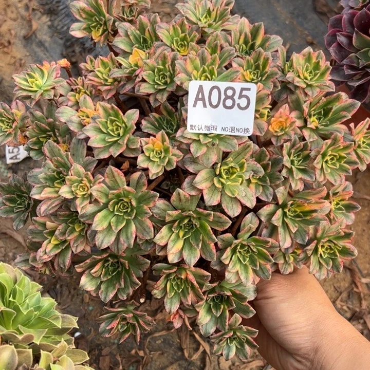 甜茶多肉植物085.
