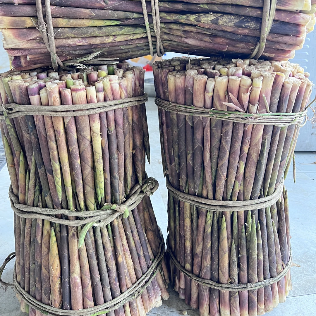 贵州新鲜又脆又嫩八月笋现打现发包邮3斤起拍