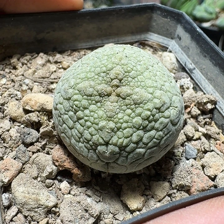 938凝蹄玉脱土发货