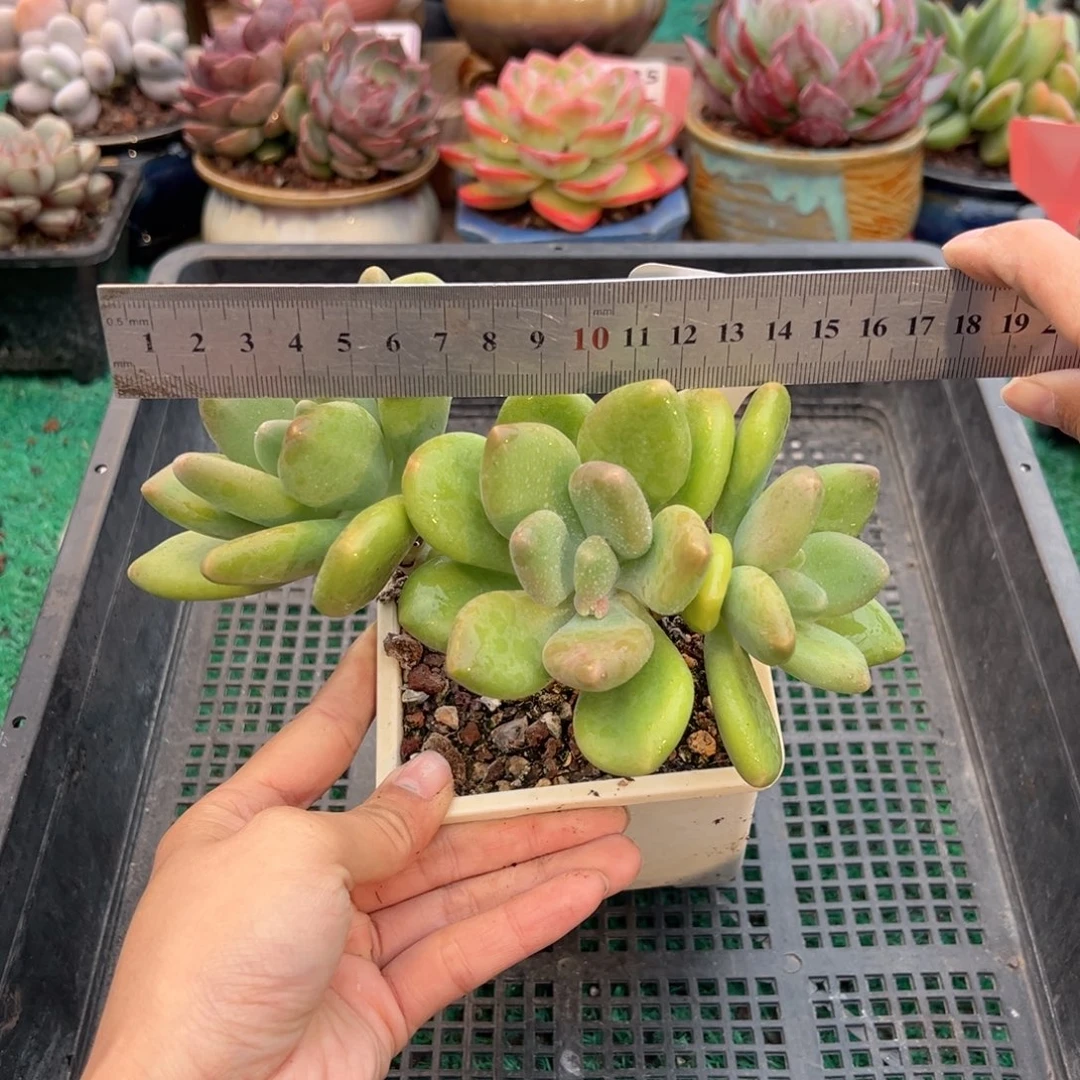 表妹精品多肉植物123.