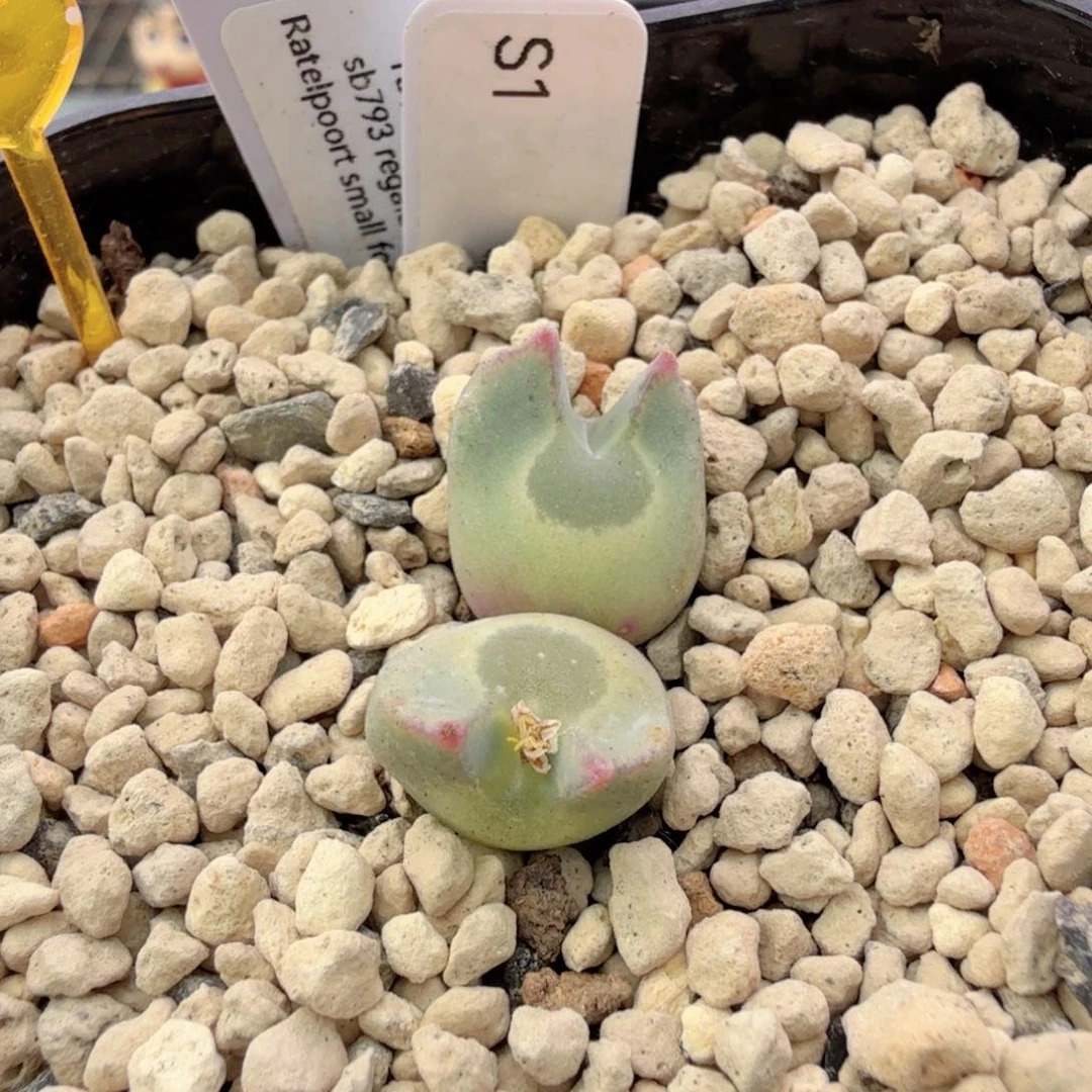 12-30-c9 ts猫耳大眼睛