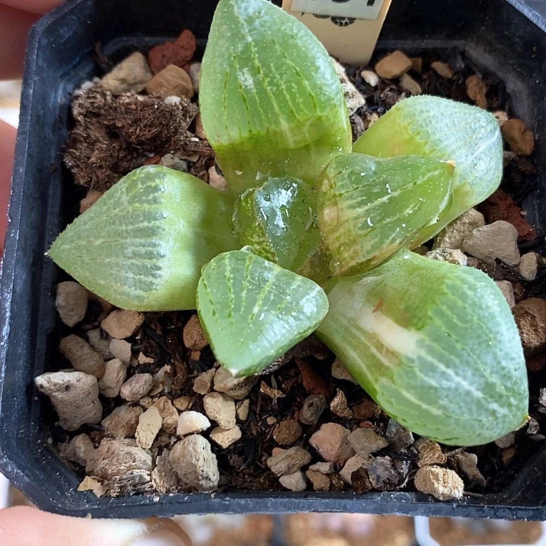 991号白银锦一物一拍