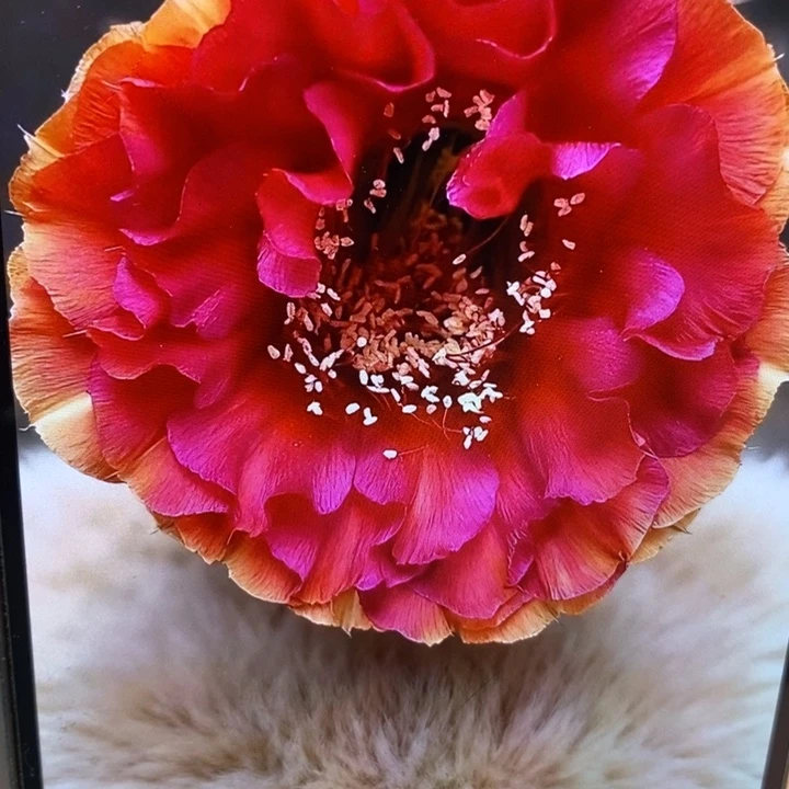 香七夕和黄牡丹侧芽3.5公分左右