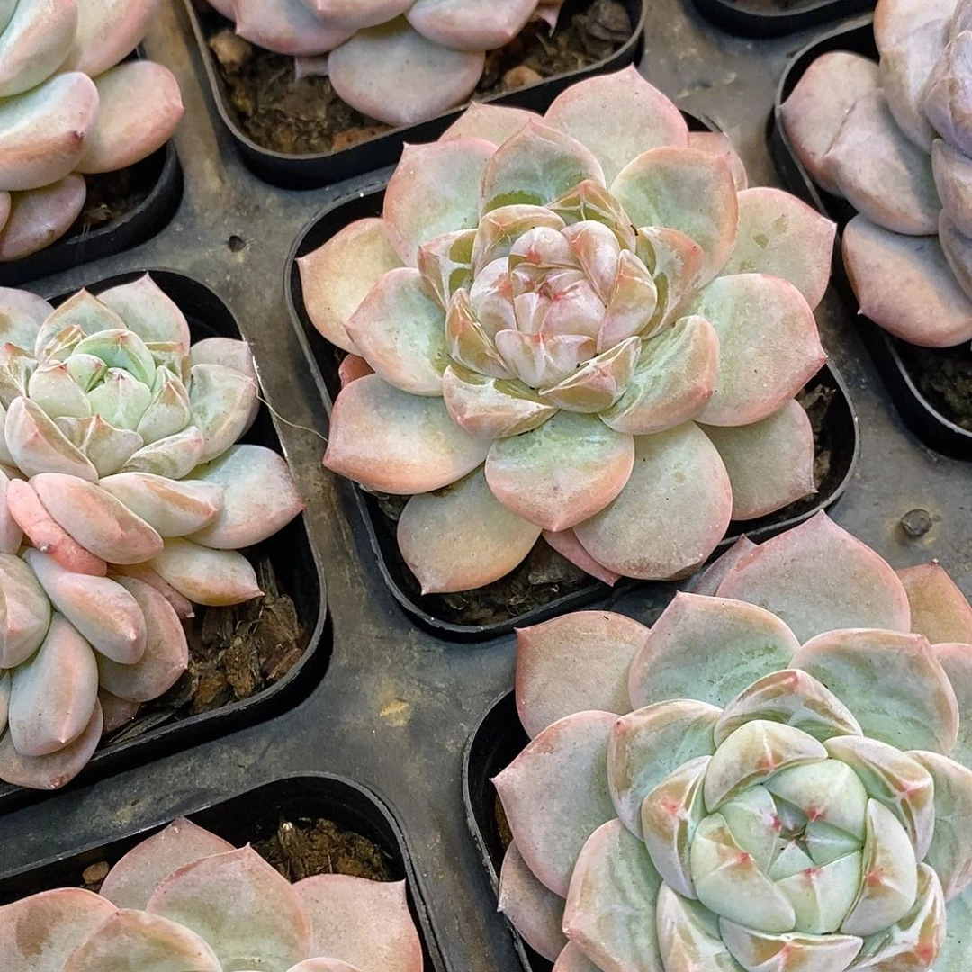 团。雪桃。福利多多