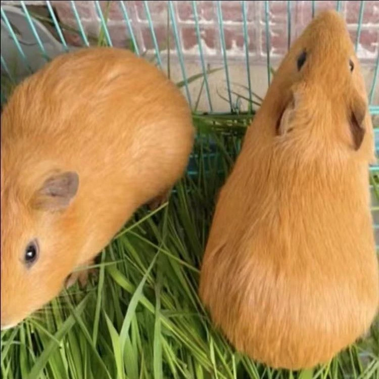 黄色豚鼠宠物活体宠物发货