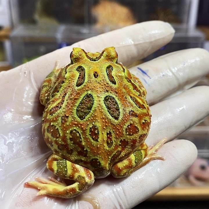 角蛙813号脚趾微瑕疵血丝原色