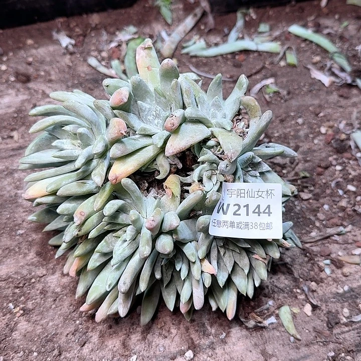 2144瑕疵刘丹拇指多肉