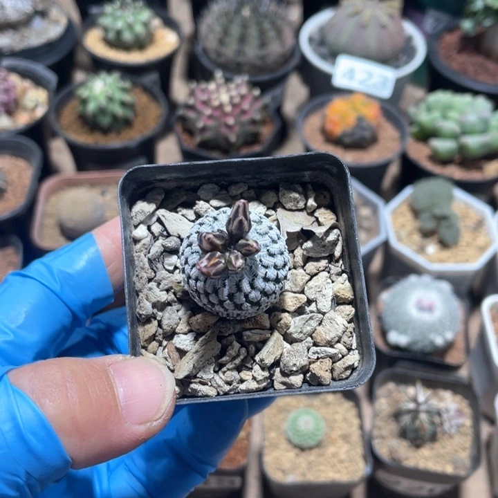 音*芙453实生精巧殿仙人球