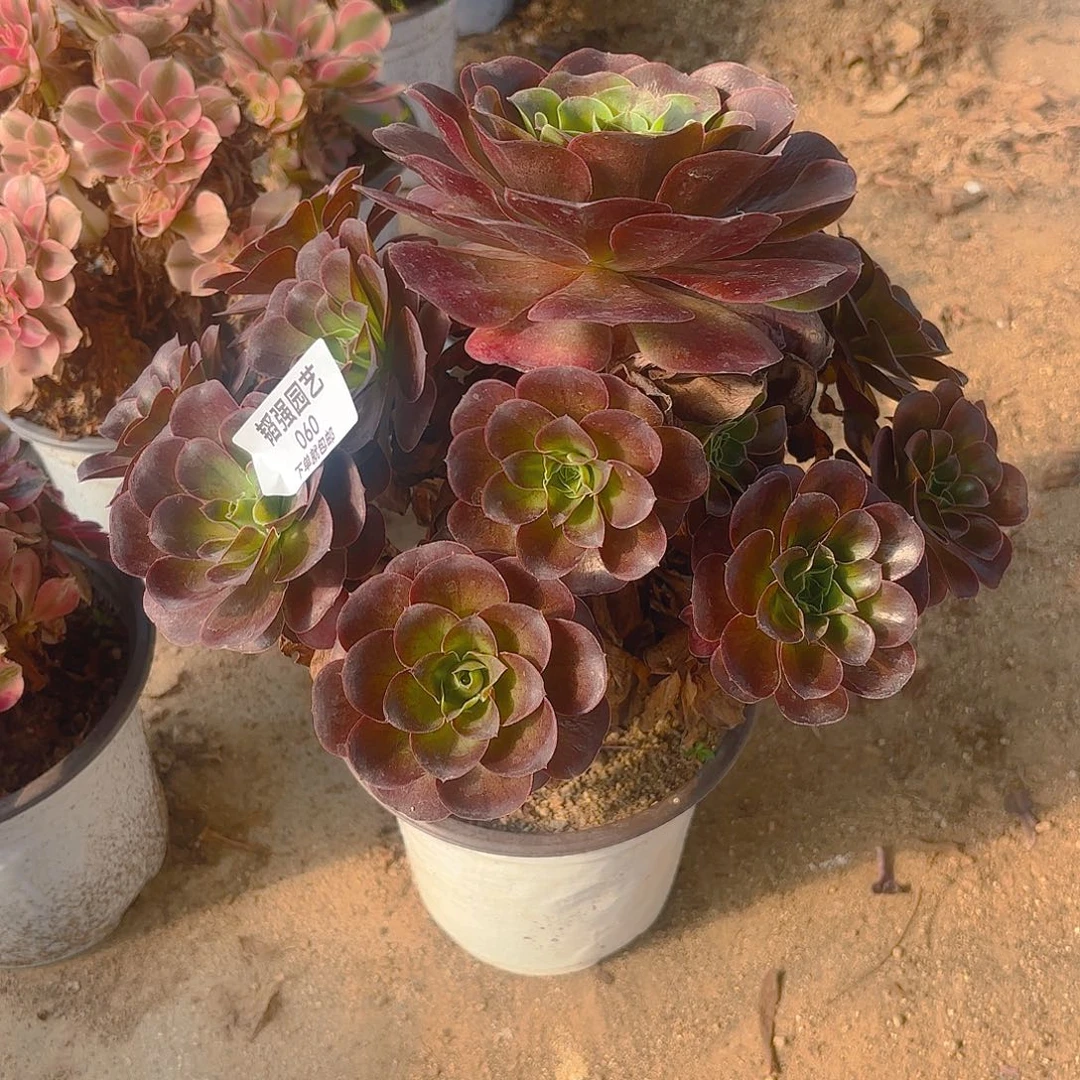 魅金手捧多肉植物60