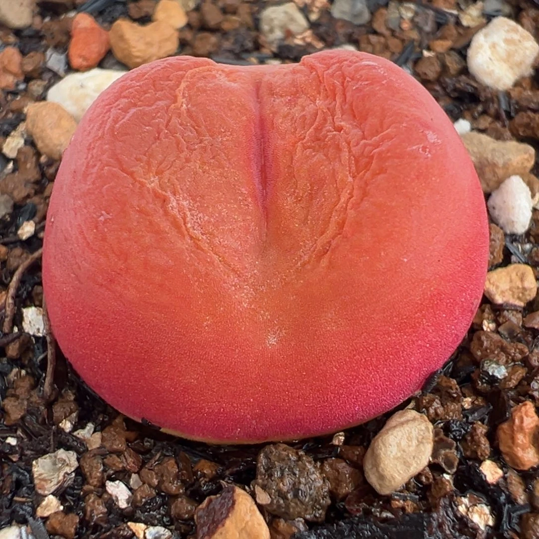 水蜜桃多肉植物盆栽栽培