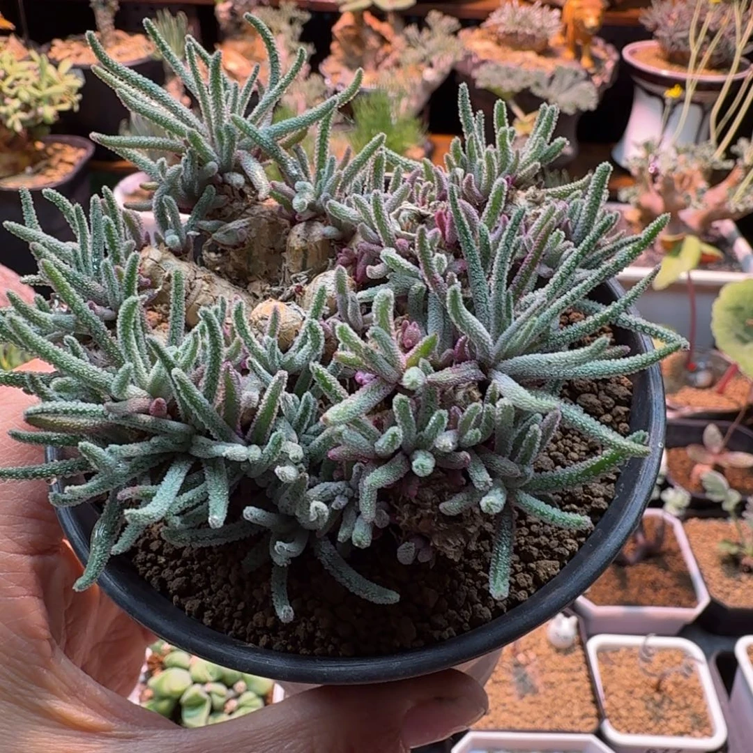 老桩天赐079 仙人球