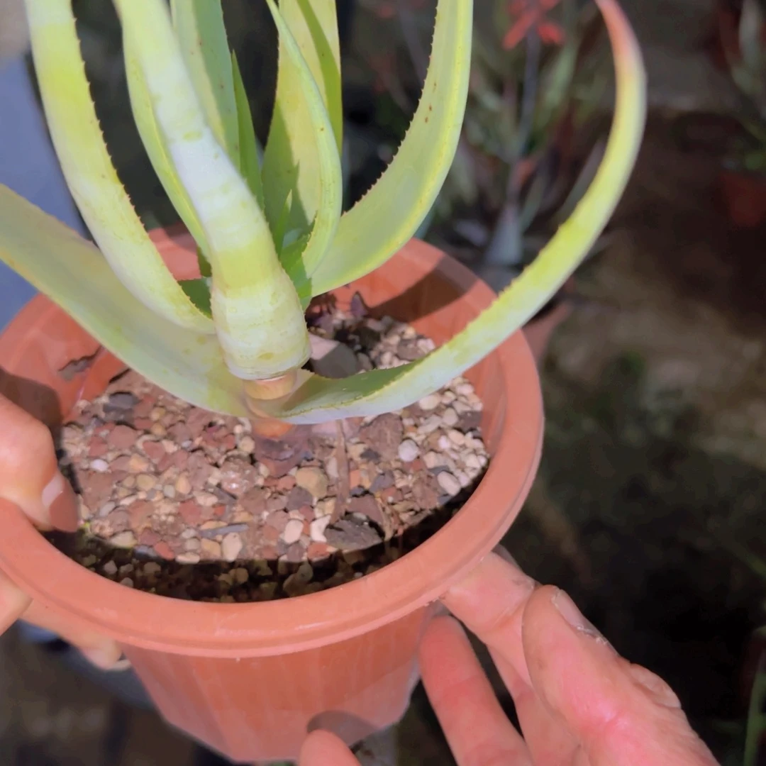 梵*＆块根植物块根植物