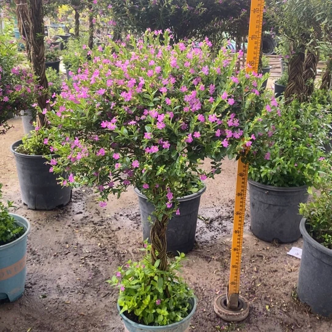 完全开放一物一拍7666