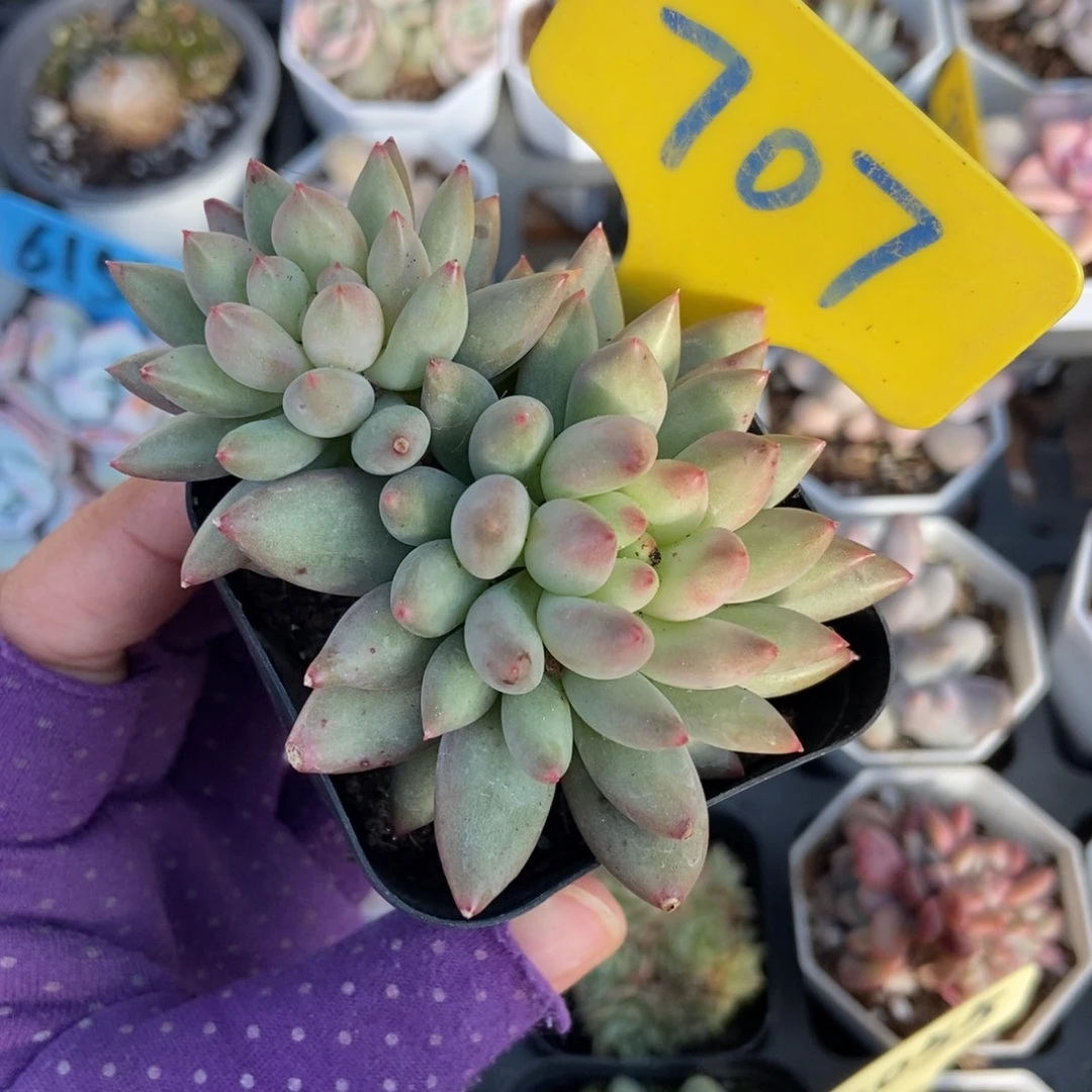 707岩字多肉植物多肉