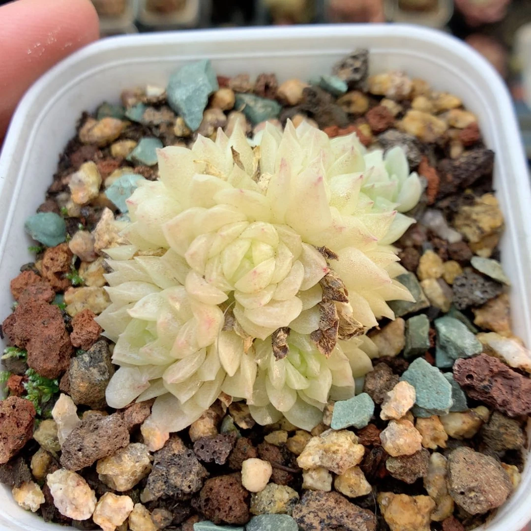 S168 ，20包邮两天凑单偏远不发货