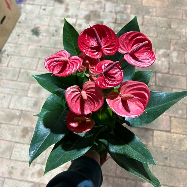 120小娇红掌带花室内喜阴