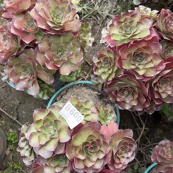 魅金玫瑰8-25-600偏远不包邮