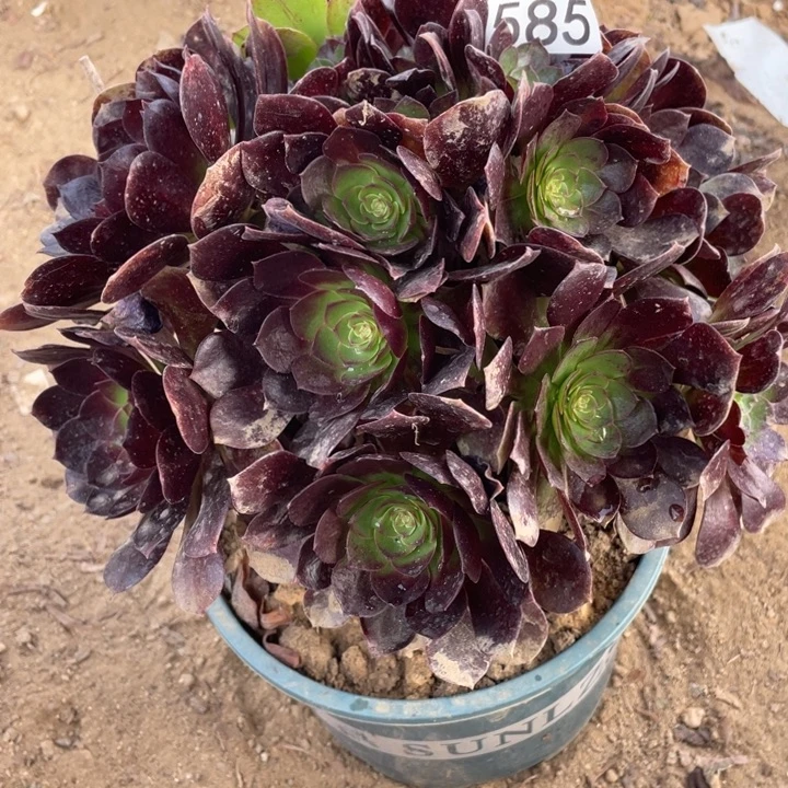 无花朵585赤焰莲对肉植物