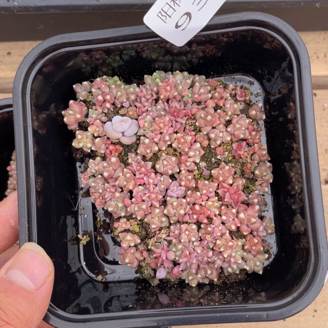 多肉植物多肉植物938