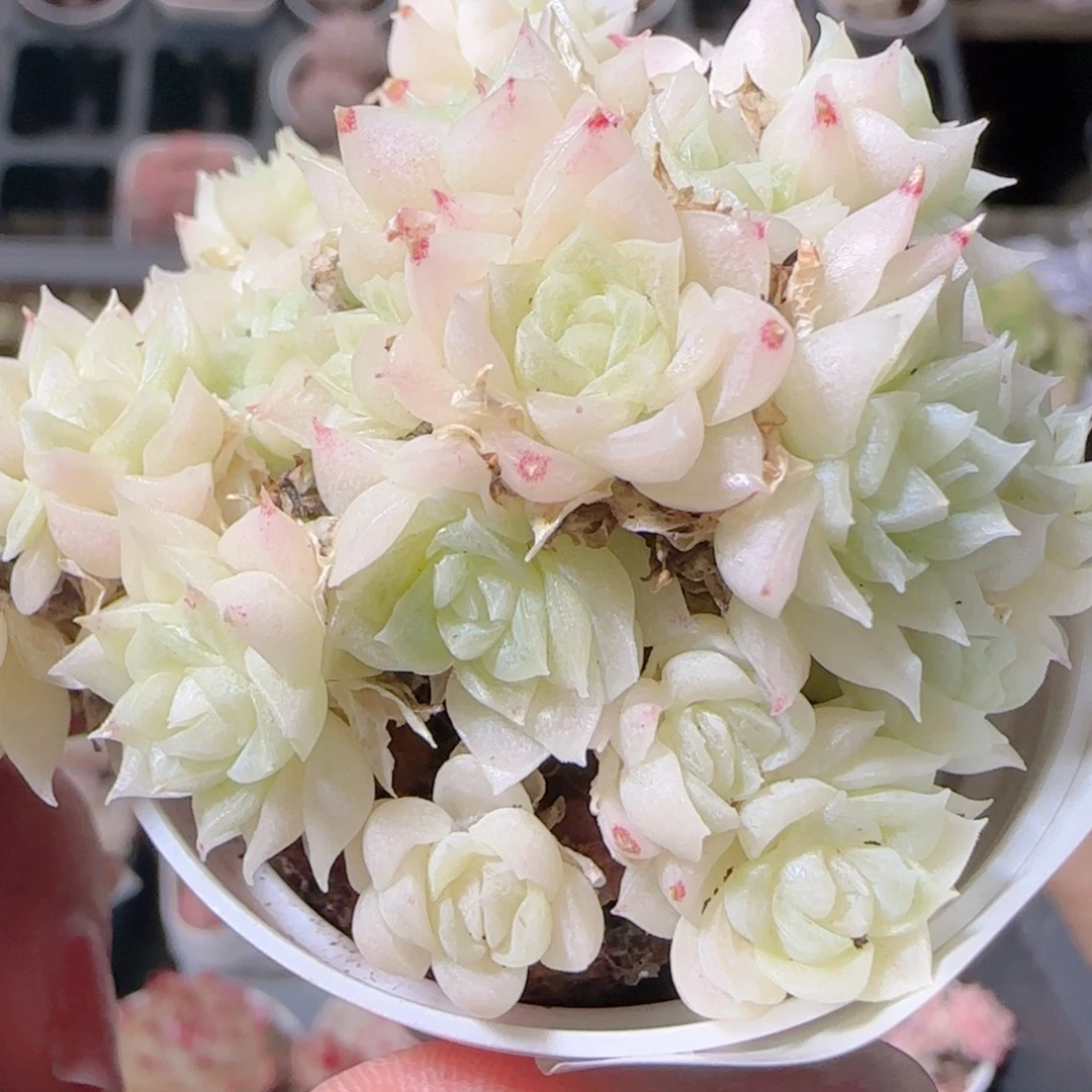 花语多肉1221-175散