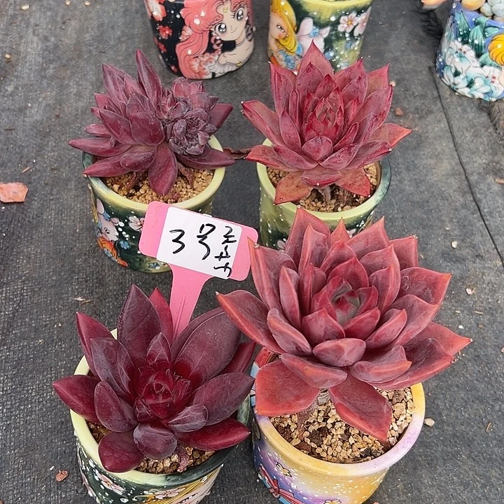 3多肉植物带盆2个多肉