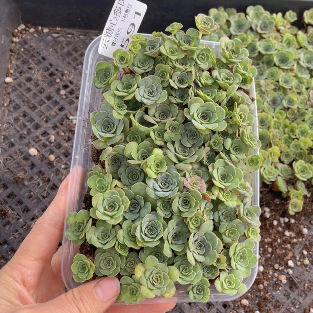 云糖心多肉植物591