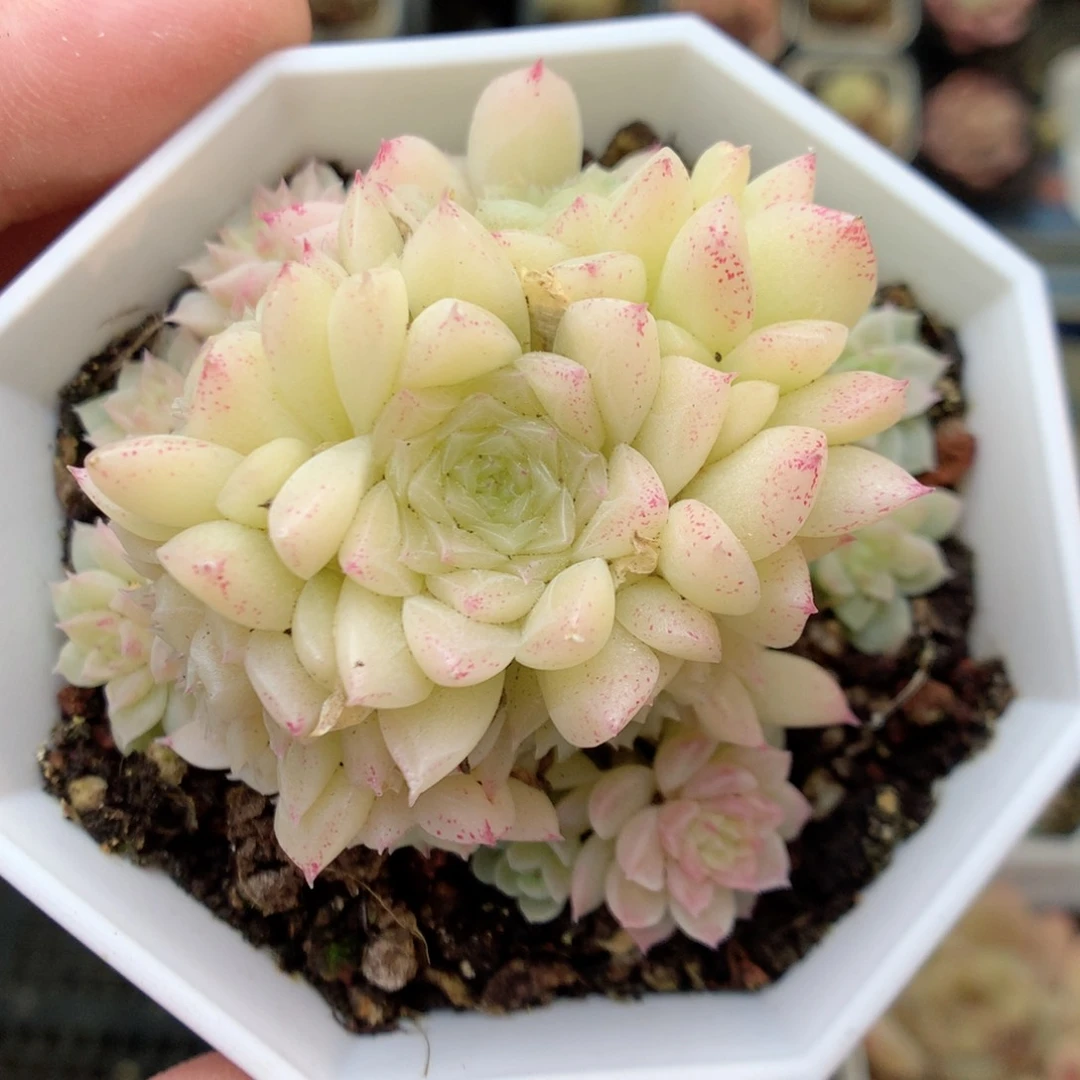 S181 ，20包邮两天凑单偏远不发货