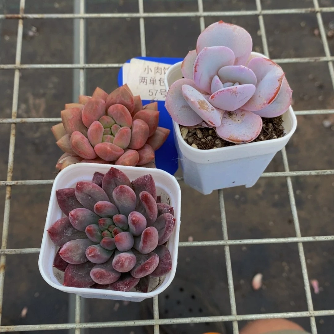 57-开播福利精品美肉三个