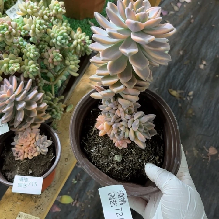 721淡雪锦多肉植物