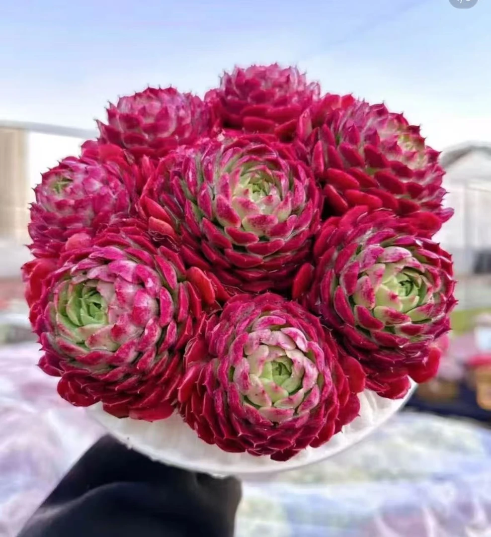 X 富贵球+罗马盆 耐晒皮实 绿植 室内室外都能养