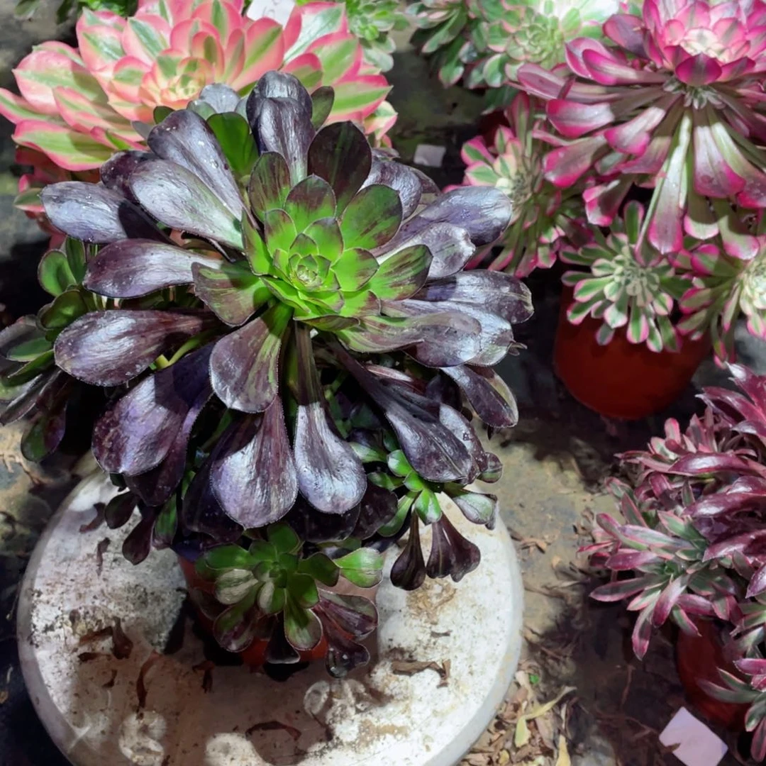 多肉植物墨麒麟614