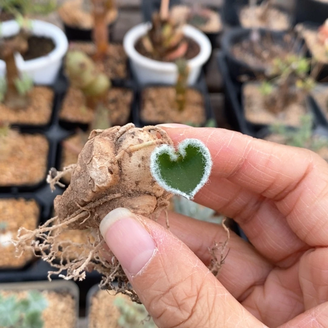 【闪购商品】毛爱心