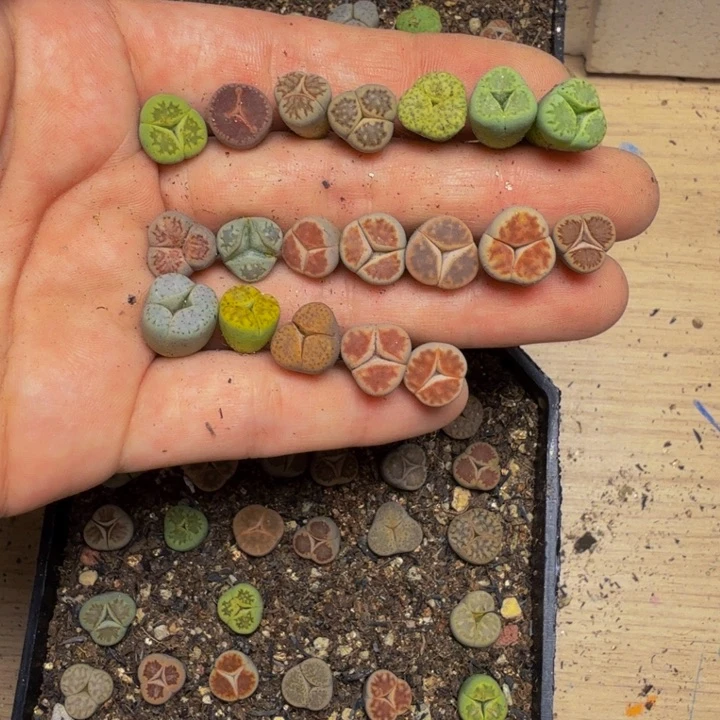 未***画多肉植物的生长237