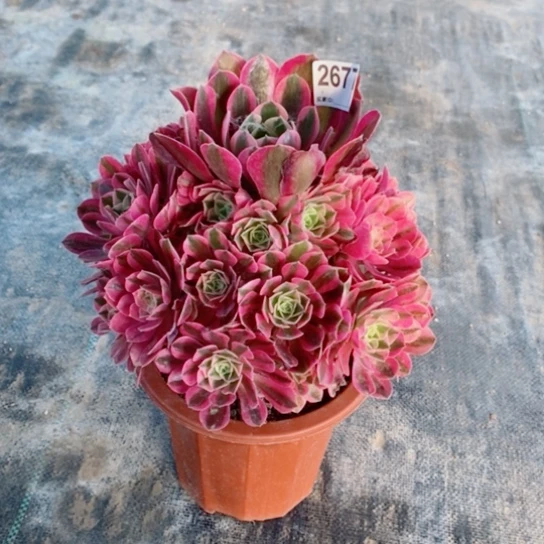 粉女巫2677多肉1111