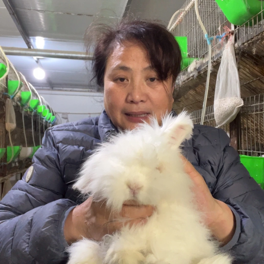 双血统英系安哥拉兔