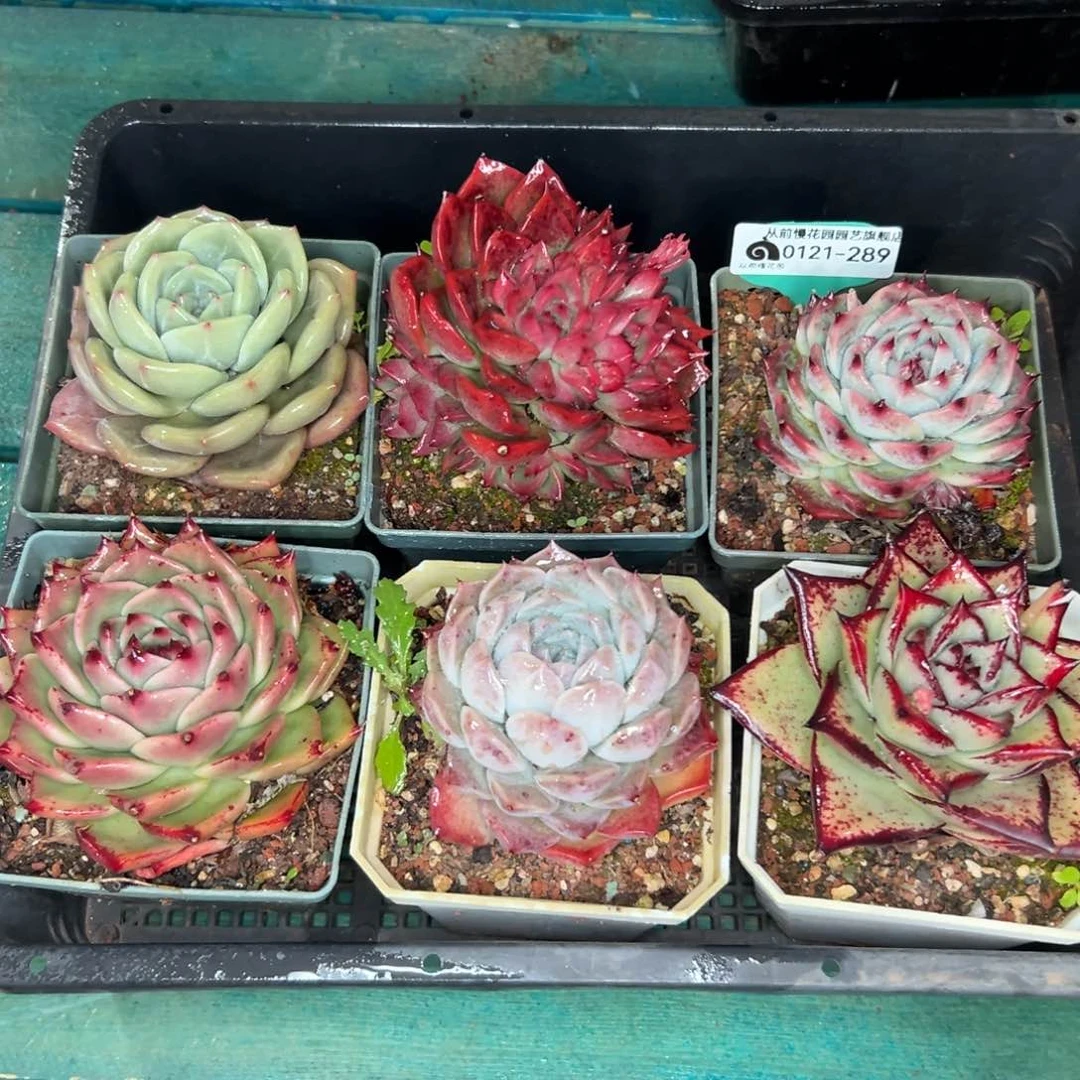 多肉精选编号0121.289