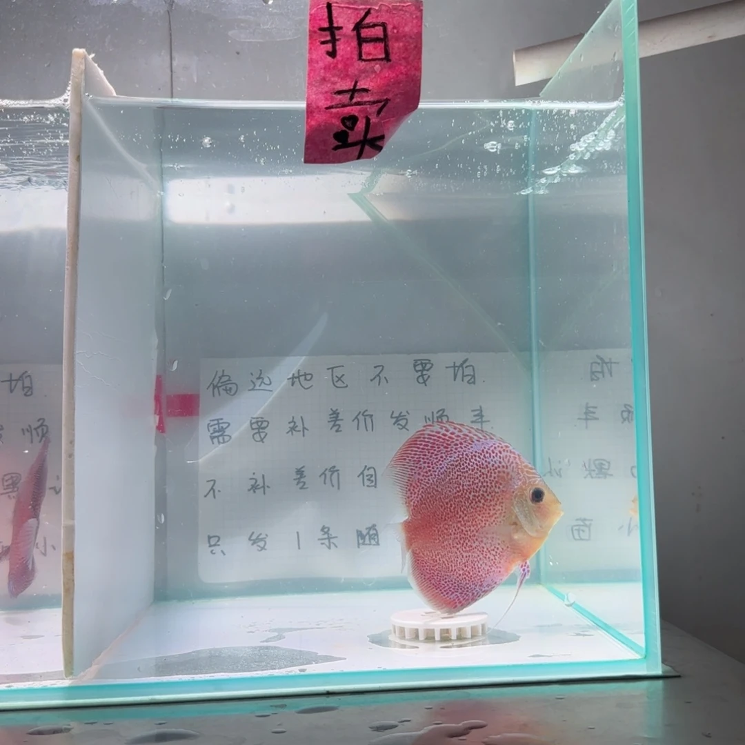 七彩神仙鱼肉身8-9偏远地区不拍