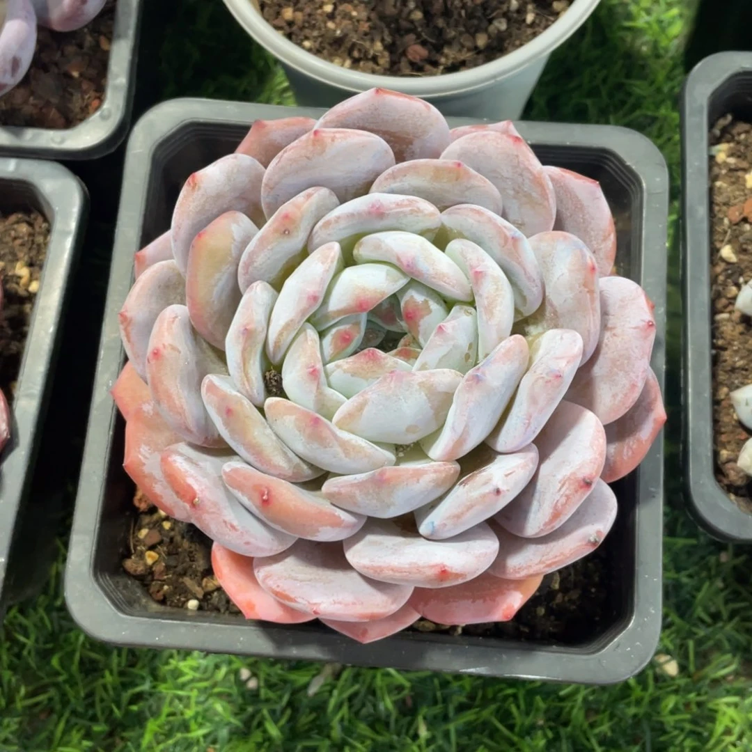 不知名冠幅12 公分一物一拍