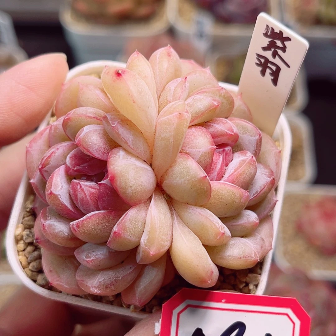 A906一物一拍 紫羽