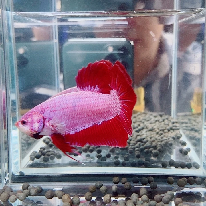斗鱼黑76号jdiyjj