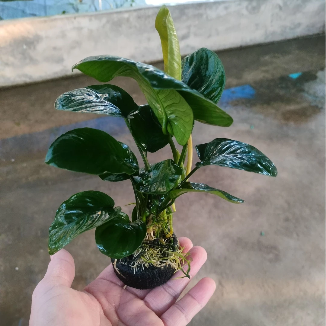 大叶榕坨草金鱼不吃锦鲤不吃